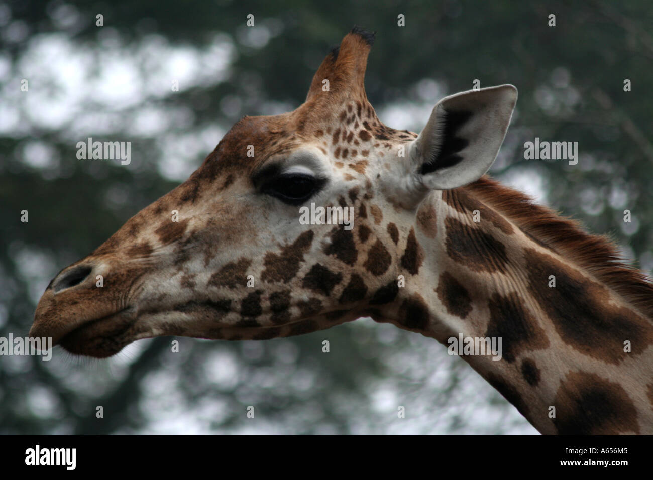 La giraffa ritratto, Kenya, Africa orientale Foto Stock