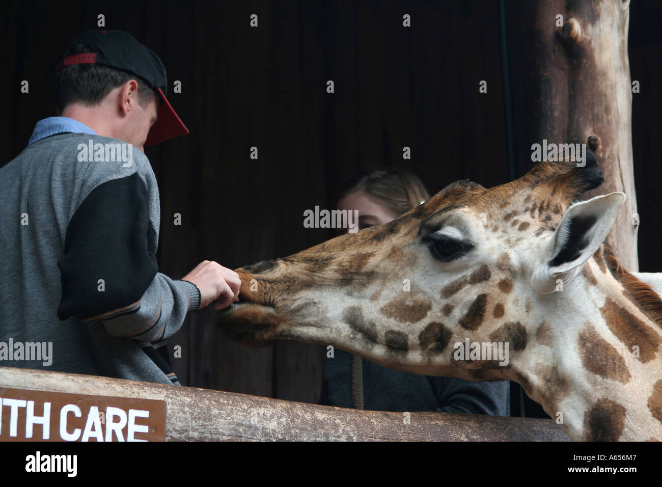 Nairobi Centro giraffa visitatore alimentando una giraffa, Nairobi Kenya, Africa orientale Foto Stock
