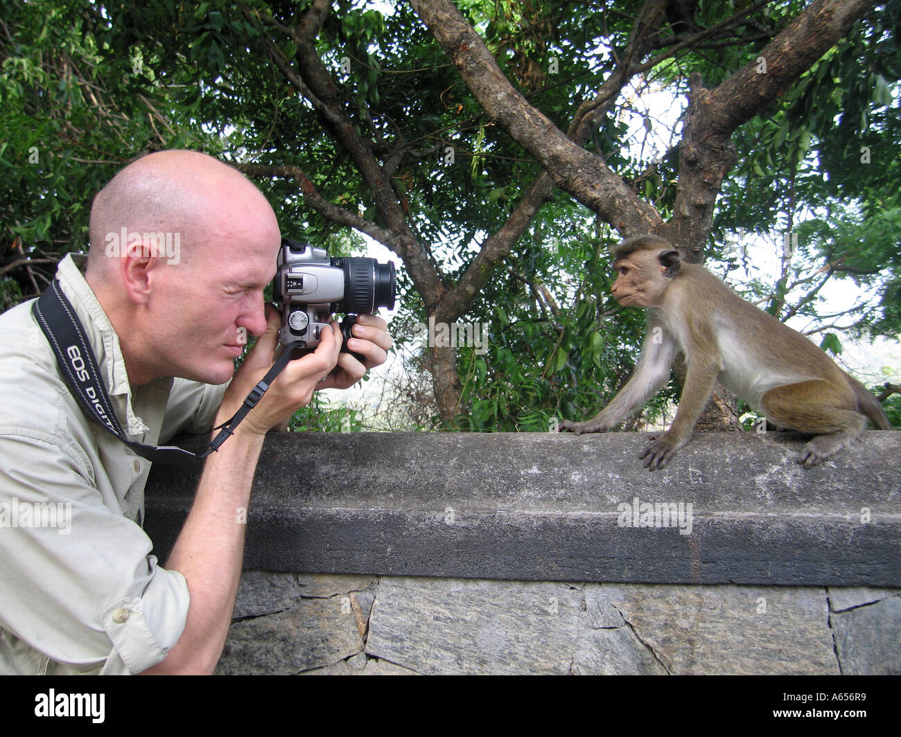 Sri Lanka Tempio scimmia a Dambulla Grotta, Toque scimmia macaco scimmia guardando nella telecamera Foto Stock