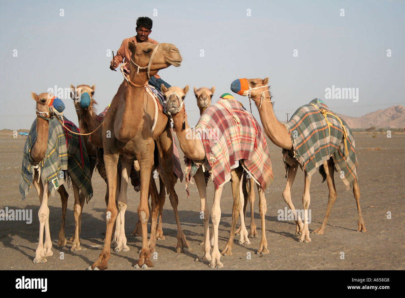 Wahiba Sands, Sharqiya, Oman, imbrancandosi cammelli le interminabili dune di sabbia Foto Stock