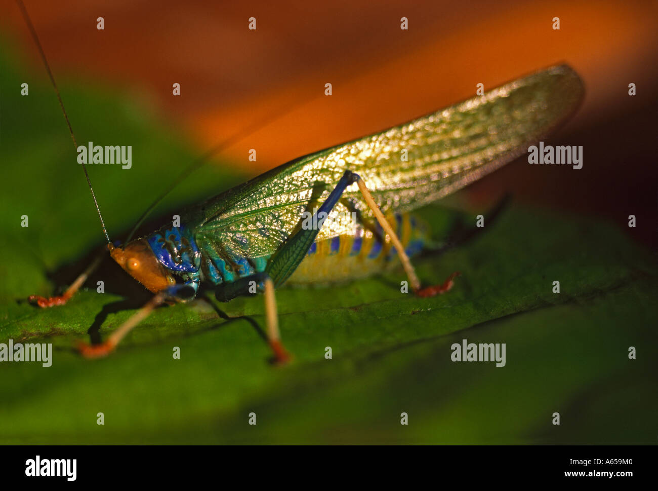 Katydid Crayola, Vestria sp., mostrando spia luminosa (aposematic) colorazione colorazione, la foresta pluviale amazzonica Foto Stock