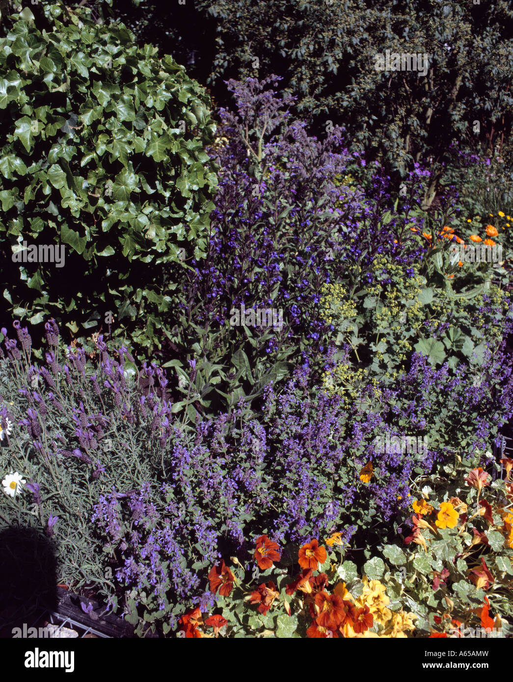 Lavanda viola e blu nepeta nel giardino estivo confine con red nasturtium Foto Stock