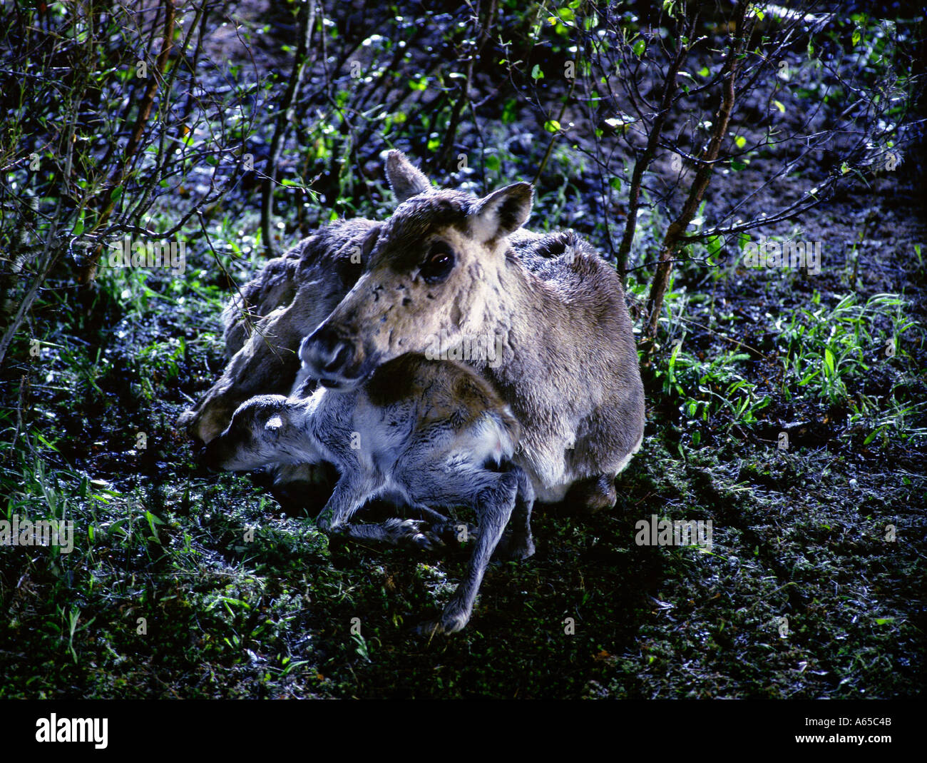 Caribou Coffee Company di vitelli e di madre Foto Stock