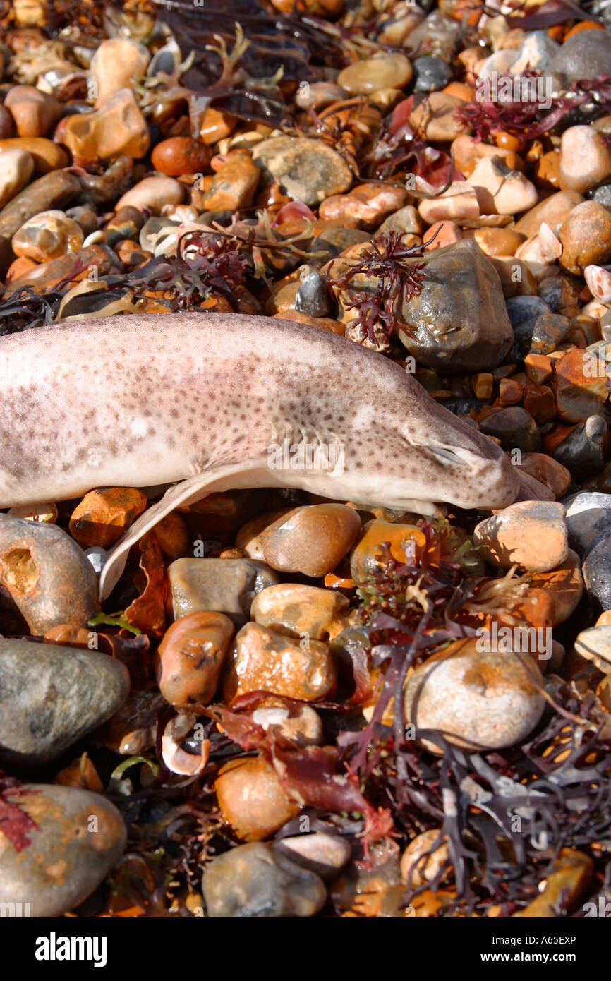 Squalo Gatto piccolo-macchiato (Scyliorhinus canicula) lavato su morto sulla spiaggia in Sussex Foto Stock