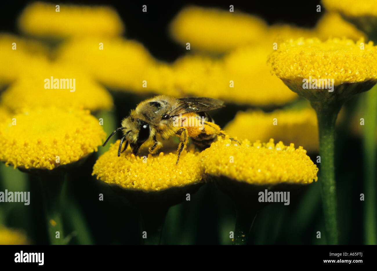 Il miele delle api per raccogliere il polline (Apis mellifera) in Suffolk REGNO UNITO Foto Stock