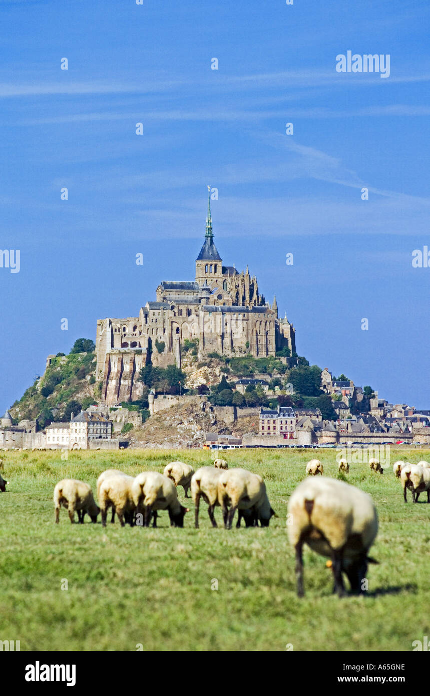 Pecore al pascolo su erba salata di palude e di Mont St Michel Normandia Francia Foto Stock