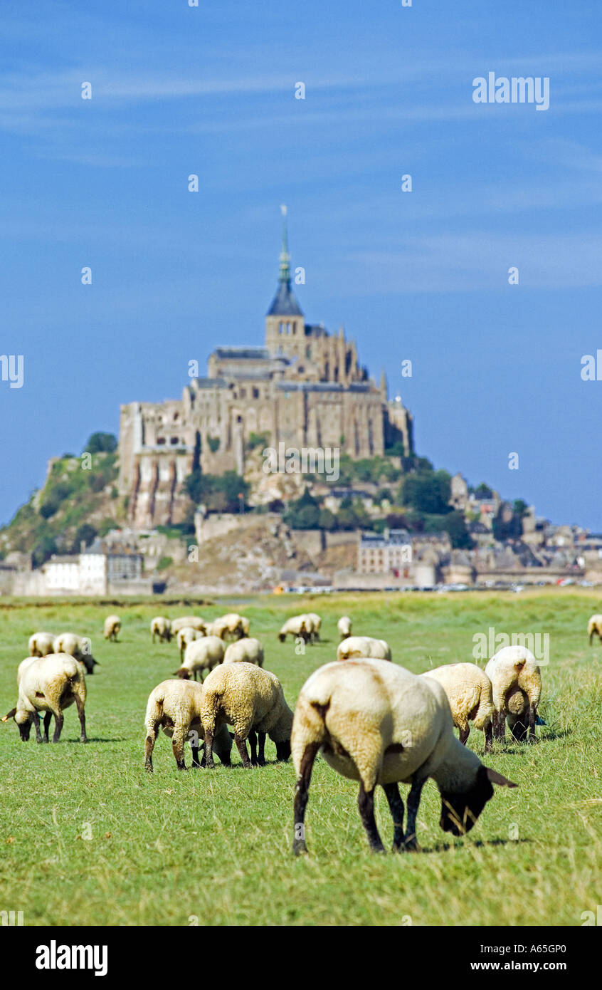Pecore al pascolo su erba salata di palude e di Mont St Michel Normandia Francia Foto Stock