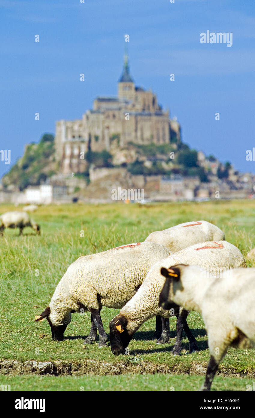 PECORE CHE PASCOLANO SU ERBA SALATA PALUDE E MONT-ST-MICHEL NORMANDIA FRANCIA EUROPA Foto Stock