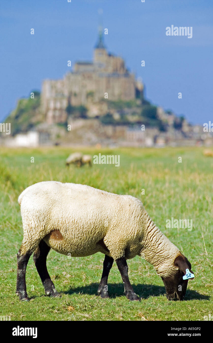 Pecore al pascolo su erba salata di palude e di Mont St Michel Normandia Francia Foto Stock