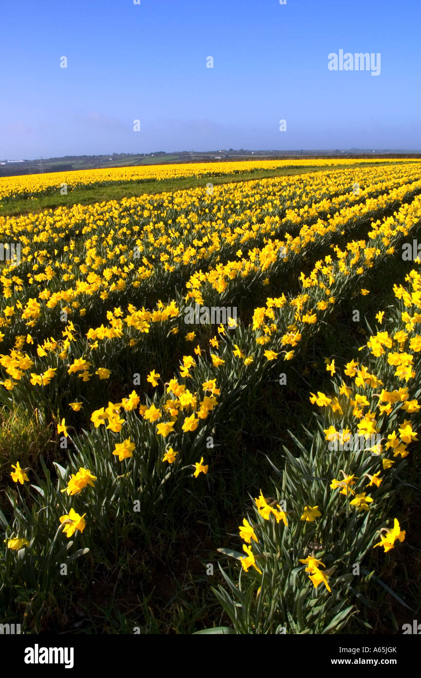 Un campo di daffodils dorato vicino a camborne in Cornovaglia,Inghilterra Foto Stock