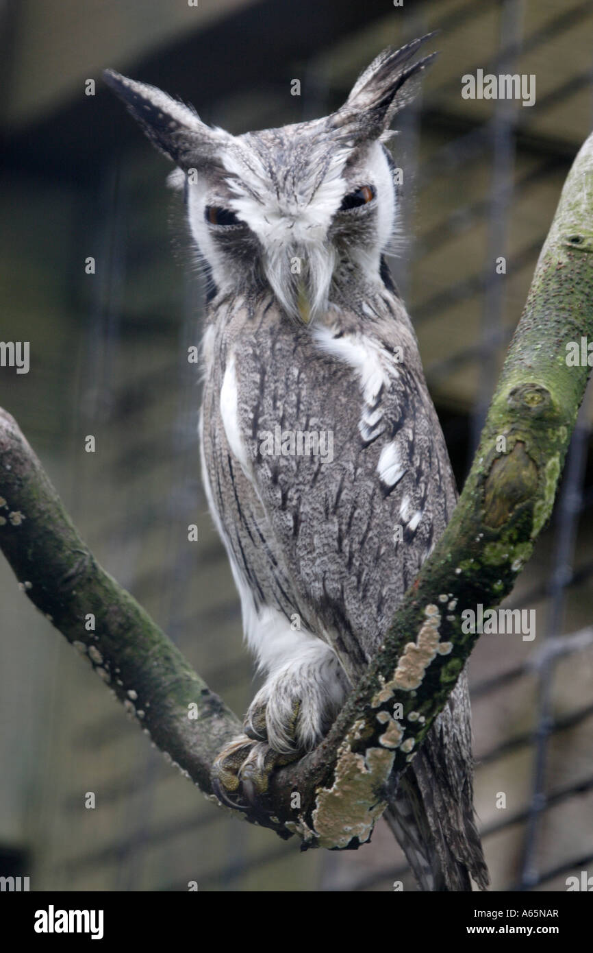 Di fronte bianco assiolo, Otus leucotis, al mondo owl centro, Muncaster Castle,Cumbria, Regno Unito, Europa Foto Stock