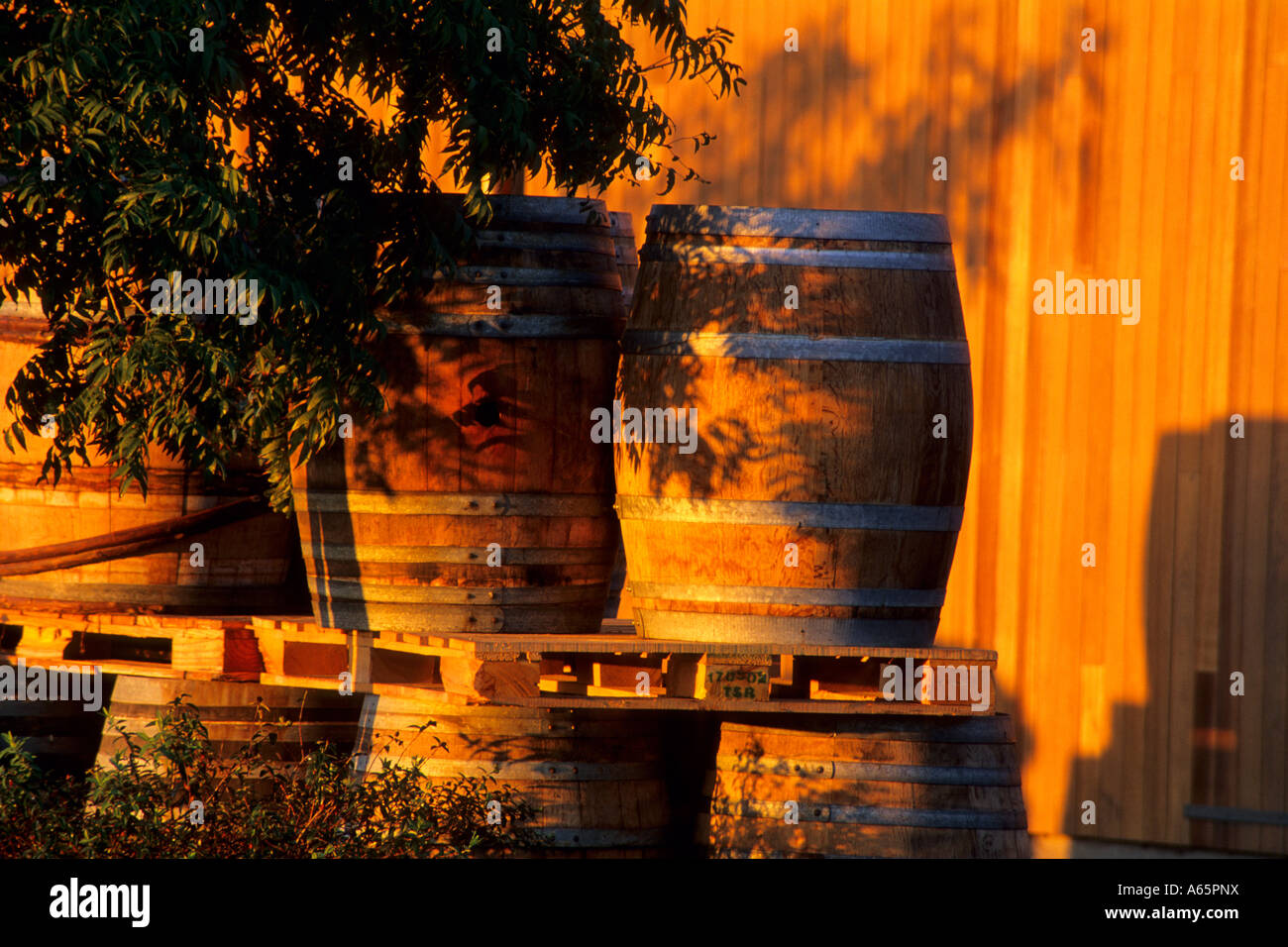 Botti da vino presso sunrise Bouchaine Carneros Regione della Valle di Napa NAPA County in California Foto Stock