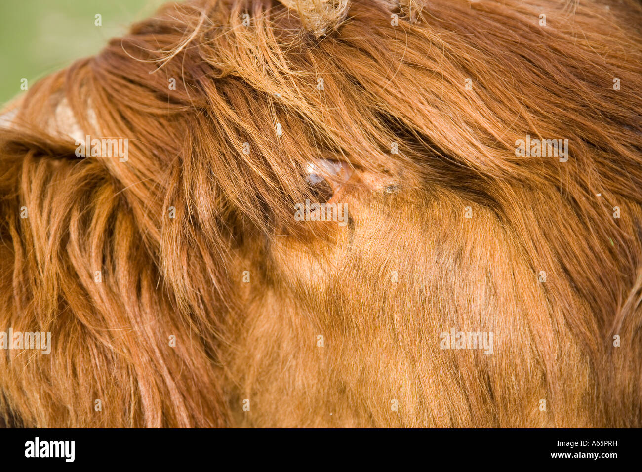 Highland mucca o di bestiame fino in prossimità della testa e degli occhi, Scotland Regno Unito Foto Stock