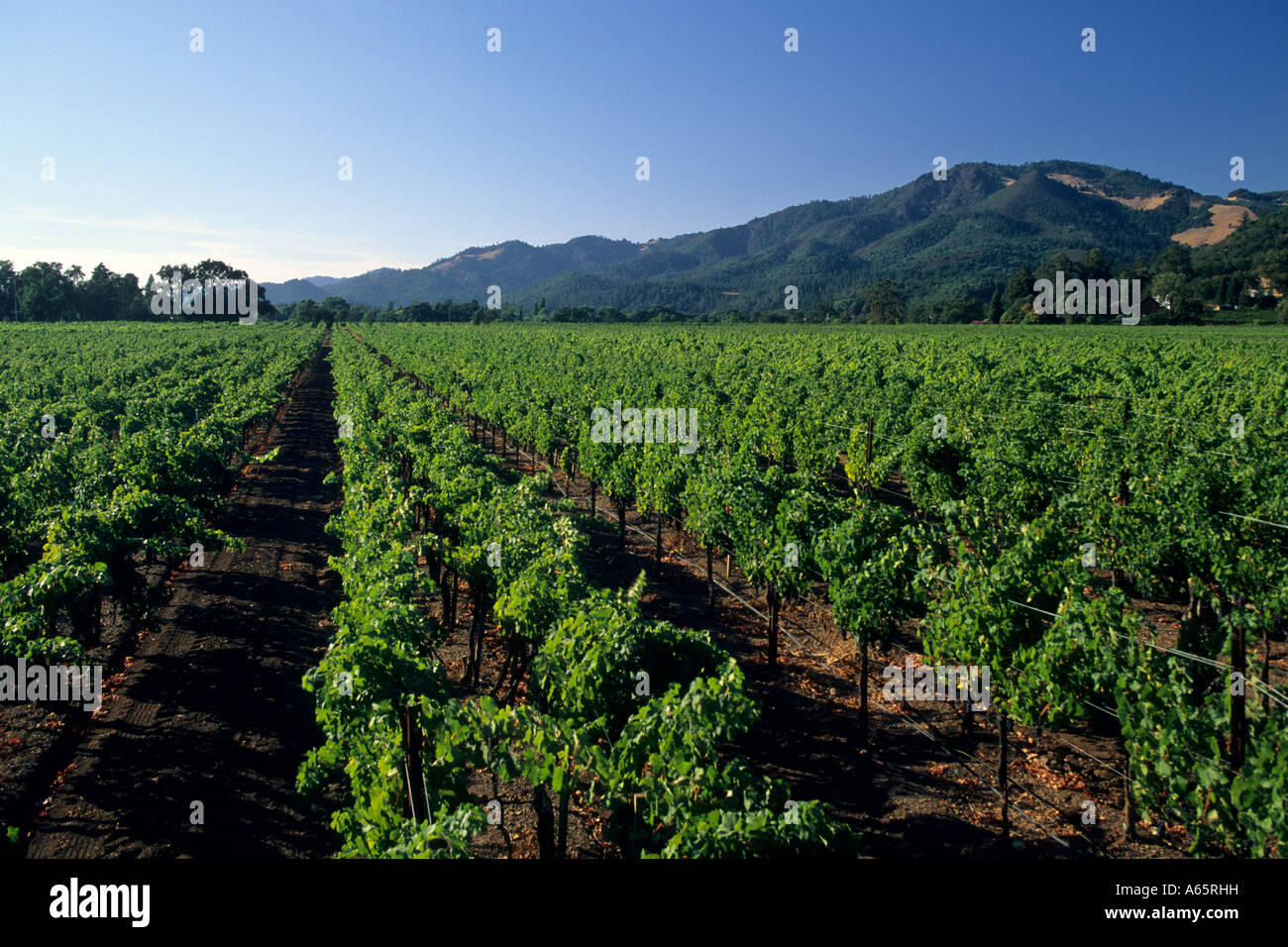 Vigneti nella Sonoma Valley vicino a Kenwood Sonoma County in California Foto Stock