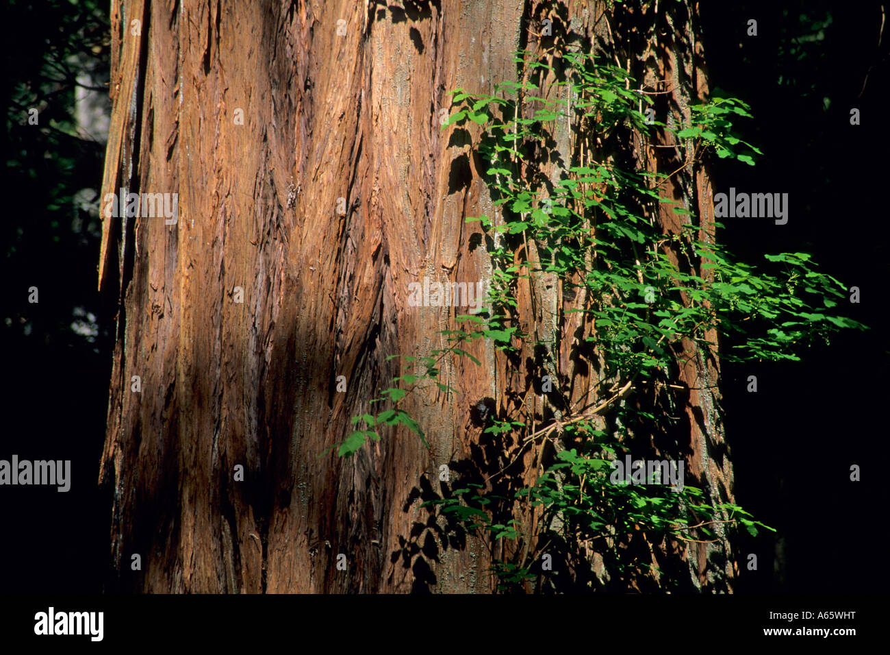 Albero di sequoia Armstrong Redwoods Riserva Statale Sonoma County in California Foto Stock