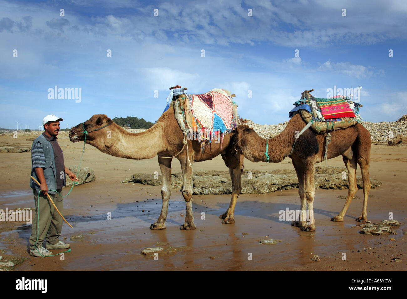 Uomo con due cammelli su una spiaggia Sidi Kaouki, Essaouira, Marocco Foto Stock