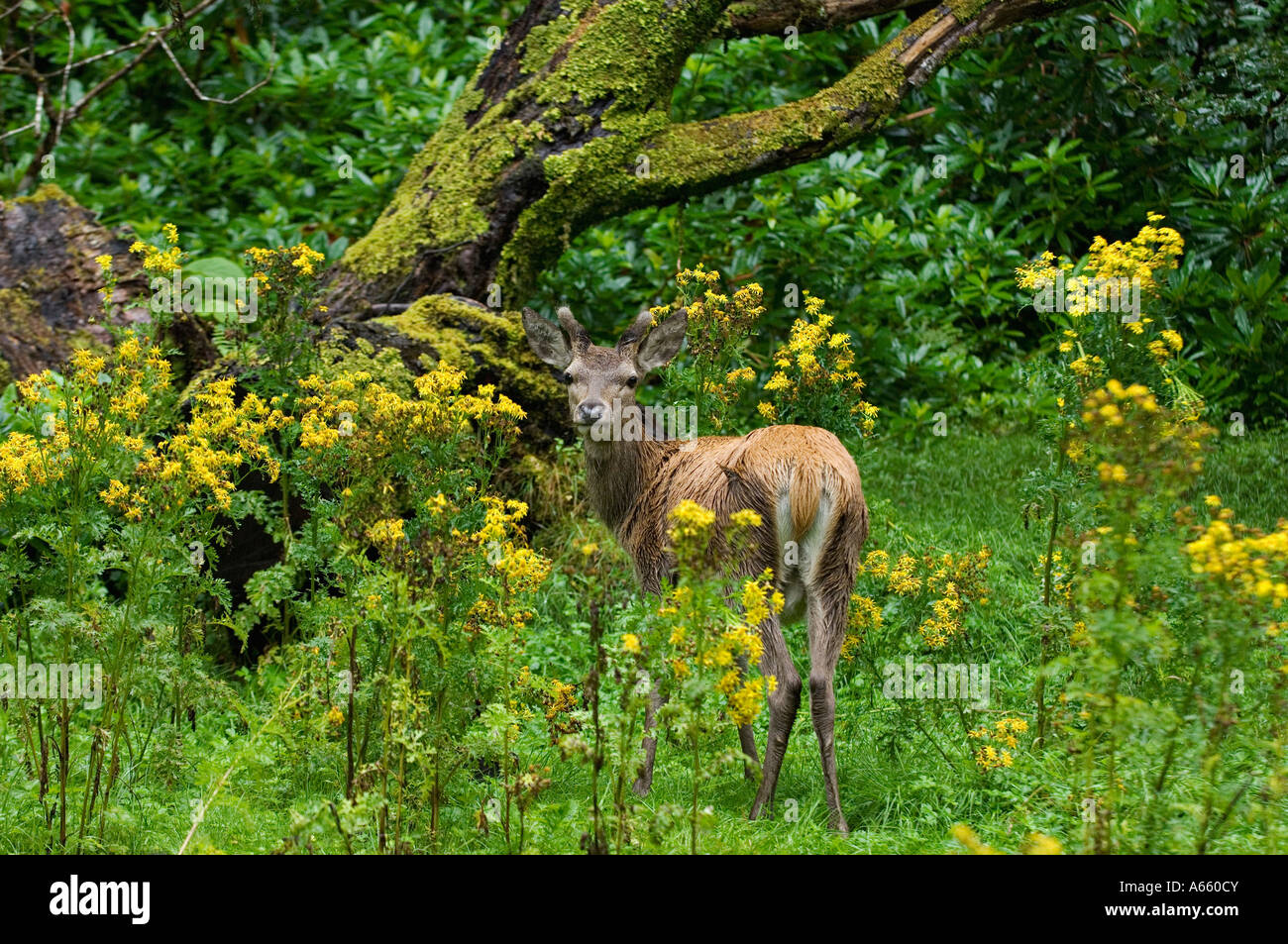 Red Deer Foto Stock