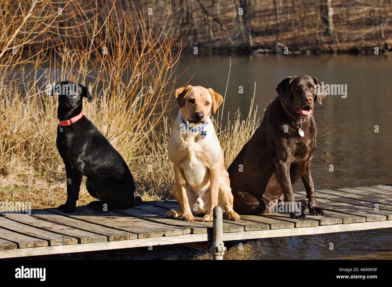 Trio di Labrador Retriever sul Dock con il lago in background Foto Stock