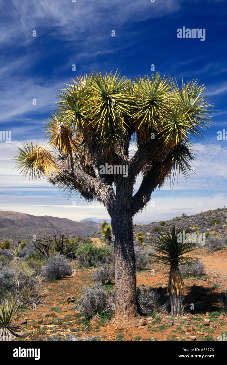 California Parco nazionale di Joshua Tree Joshua tree Foto Stock