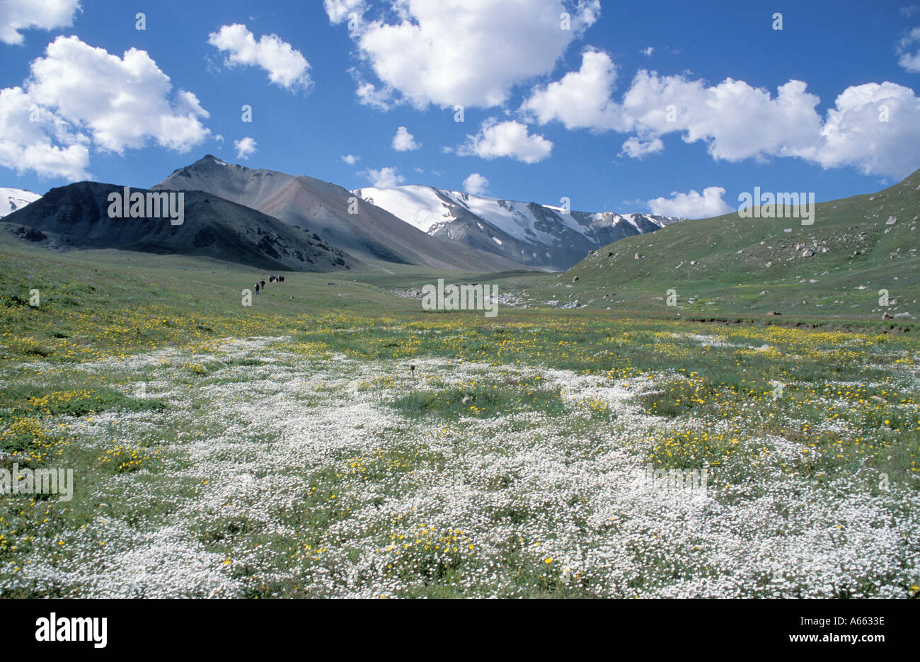 Riempito di fiori valley Foto Stock