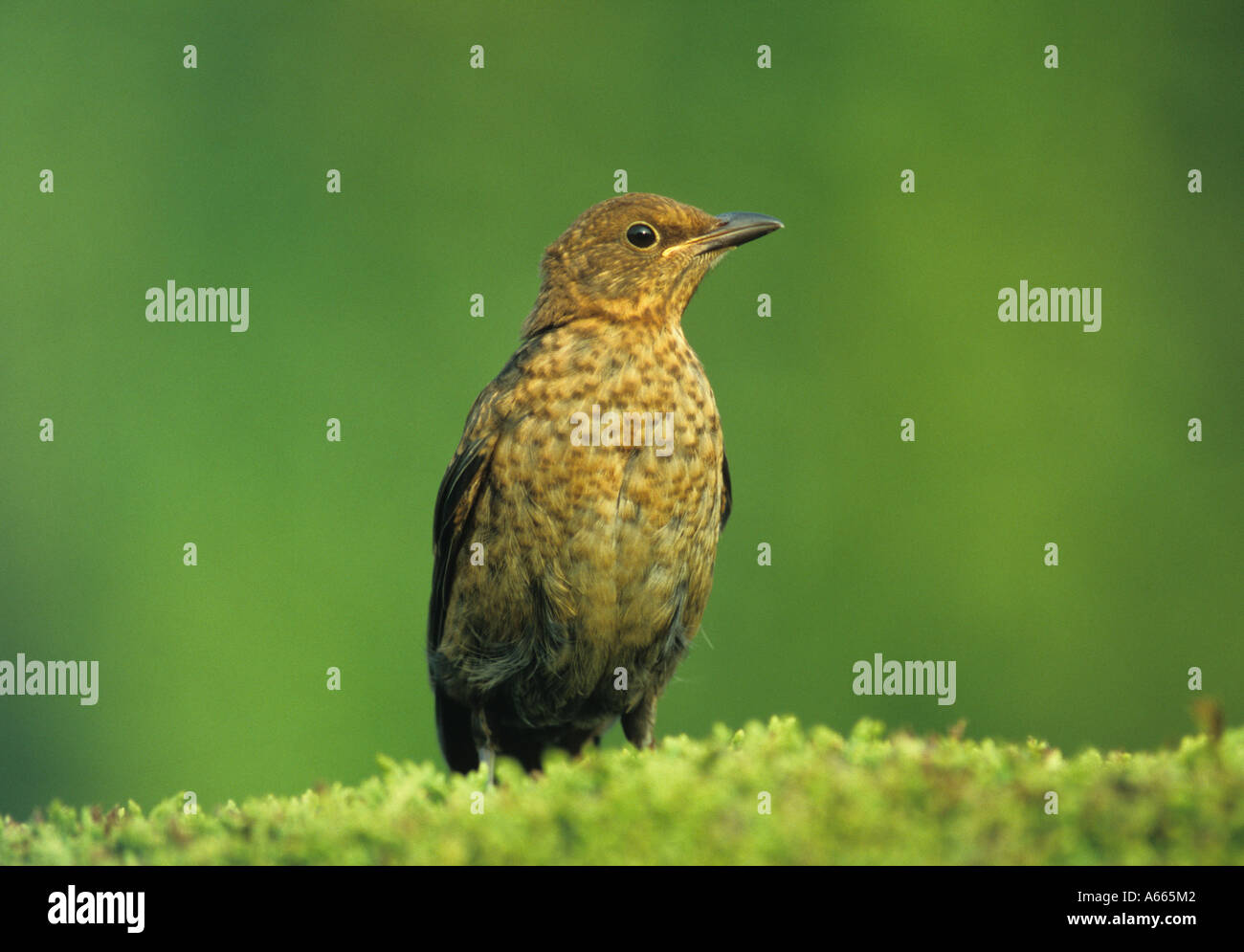 Merlo femmina su Hedge (Turdus merula) nel Regno Unito Foto Stock