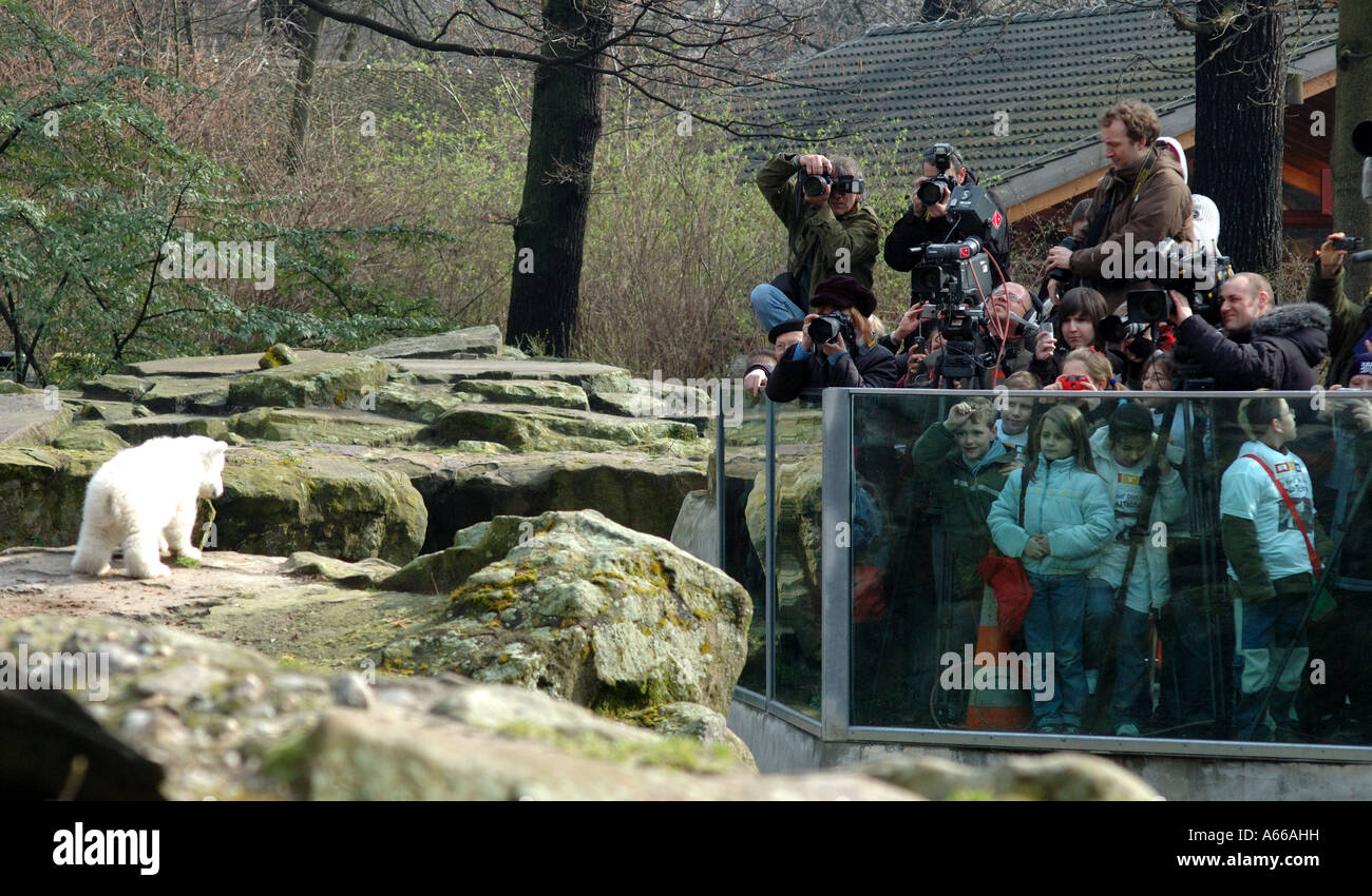 Knut l'orso polare in Zoo di Berlino Foto Stock