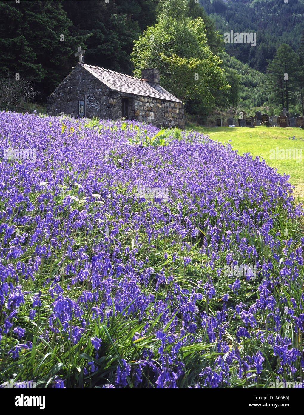 Bluebells nella motivazione della chiesa di San Giovanni Evangelista, Ballachulish, Lochaber Foto Stock