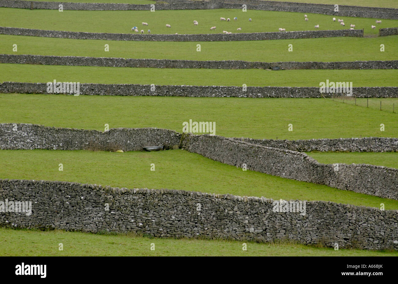 Piccoli campi separati da muri in pietra a secco sono comuni nel Parco Nazionale di Peak District Foto Stock