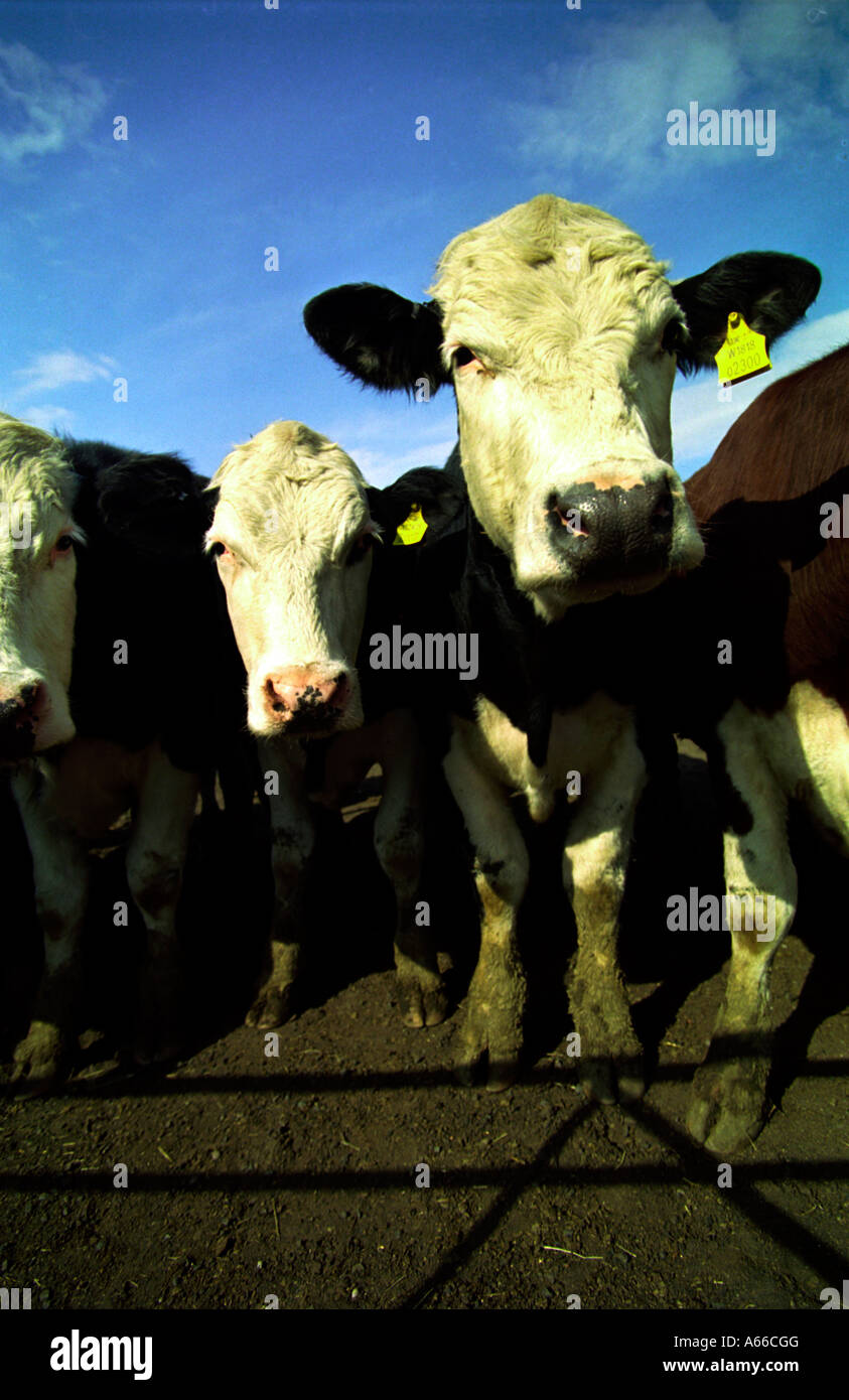 Le vacche il peering nella lente a guardare a ciò che sta accadendo intorno a loro Foto Stock