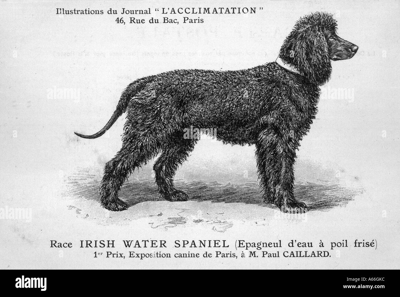 Mahler acqua Spaniel Foto Stock
