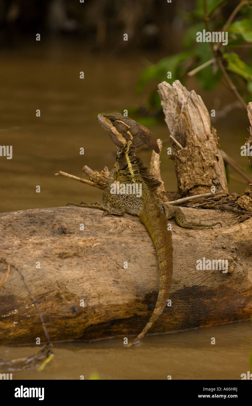 Brown basilisco (Basiliscus vittatus), Costa Rica Foto Stock