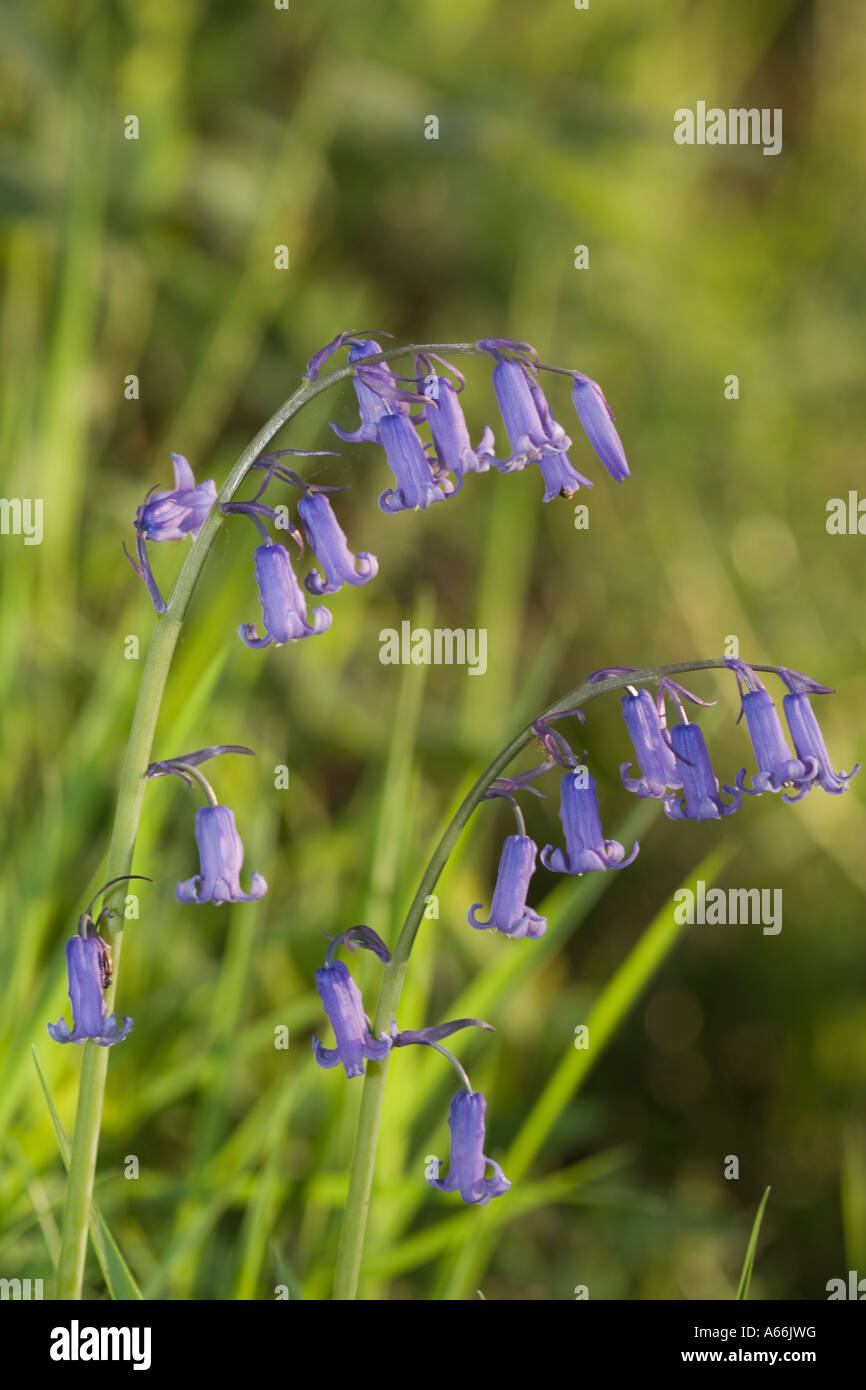 Bluebell comune. Hyacinthoides non scripta, Endimione non scriptus, Scilla non scripta Foto Stock