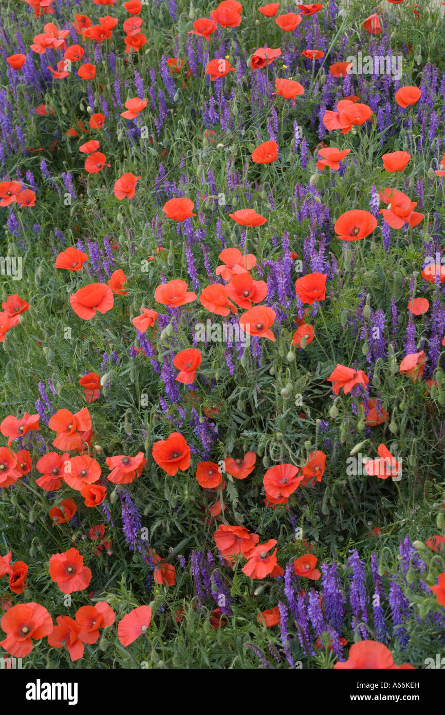 Rosso papavero Papaver rhoeas e caprino Rue Galega officinalis Foto Stock