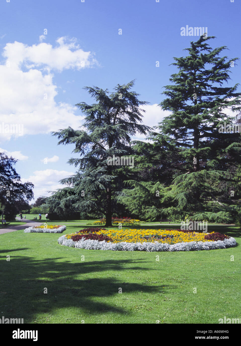 Due abeti e aiuola circolare su soleggiate giornate estive, Firenze Park, Oxford, Inghilterra Foto Stock