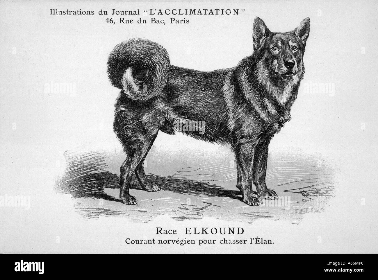 Mahler Elkhound Foto Stock