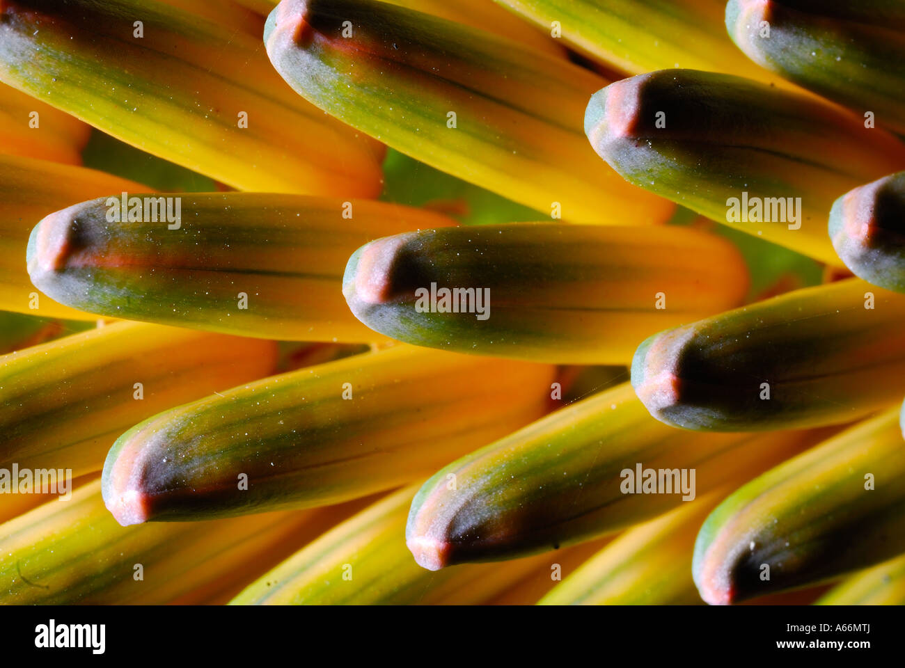 Vista dei frutti della pianta di agave Foto Stock