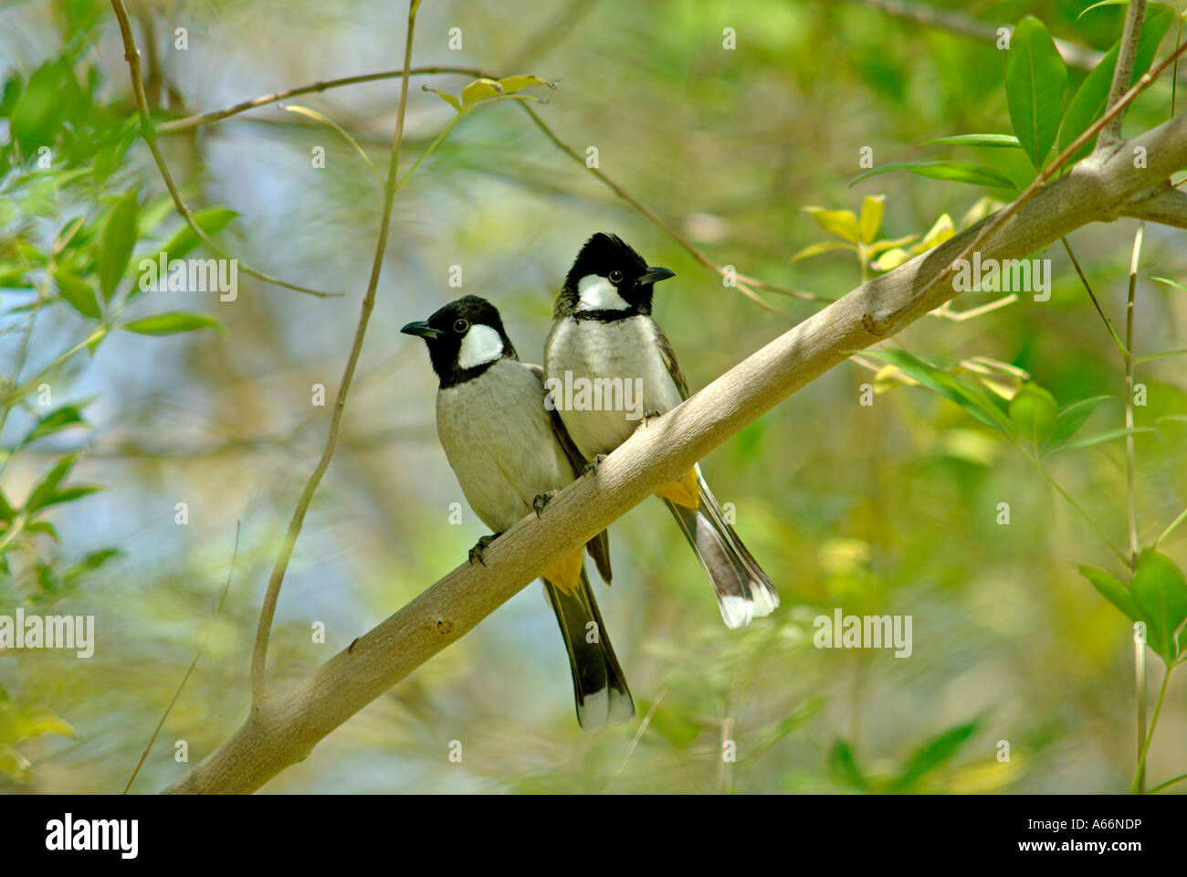 Coppia di bianco-cheeked Bulbuls, Pycnonotus leucogenys, nel giardino dell'Hotel Intercontinental di Al Ain, Abu Dhabi, Emirati Arabi Uniti, gennaio Foto Stock