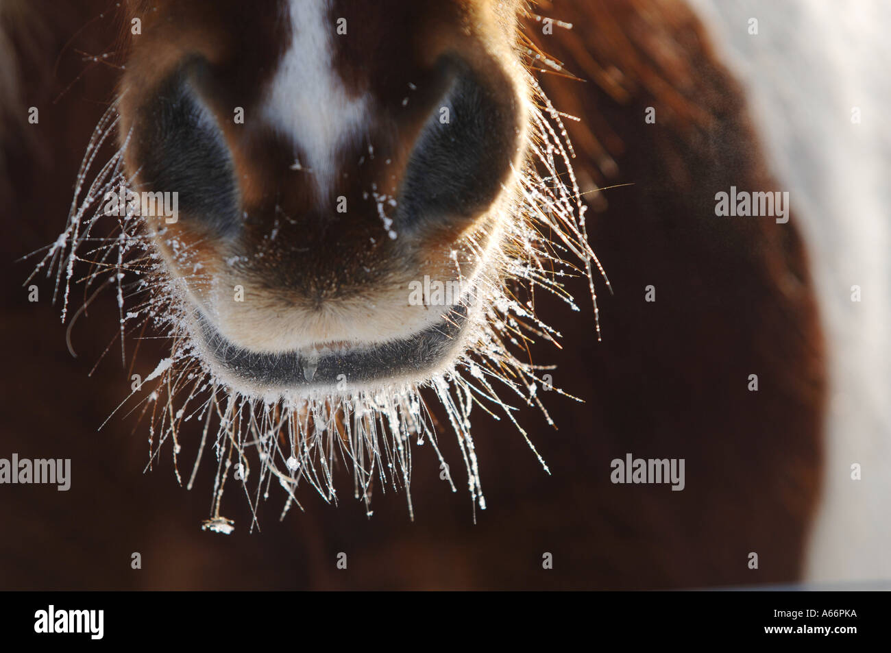Cavalli nevoso naso Foto Stock