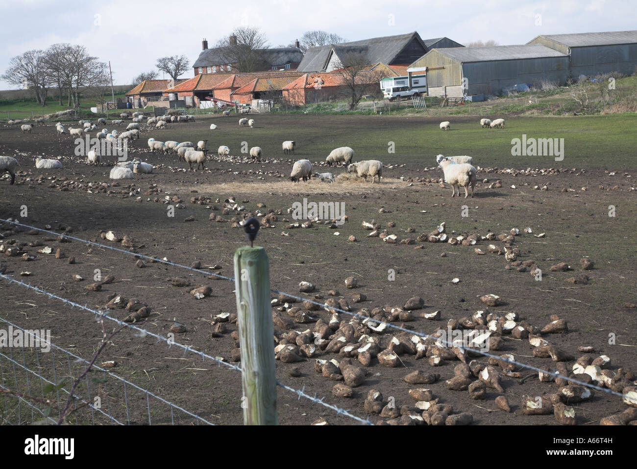 Suffolk pecore nel campo fangoso alimentazione su barbabietola da zucchero, Benacre, Suffolk, Inghilterra Foto Stock