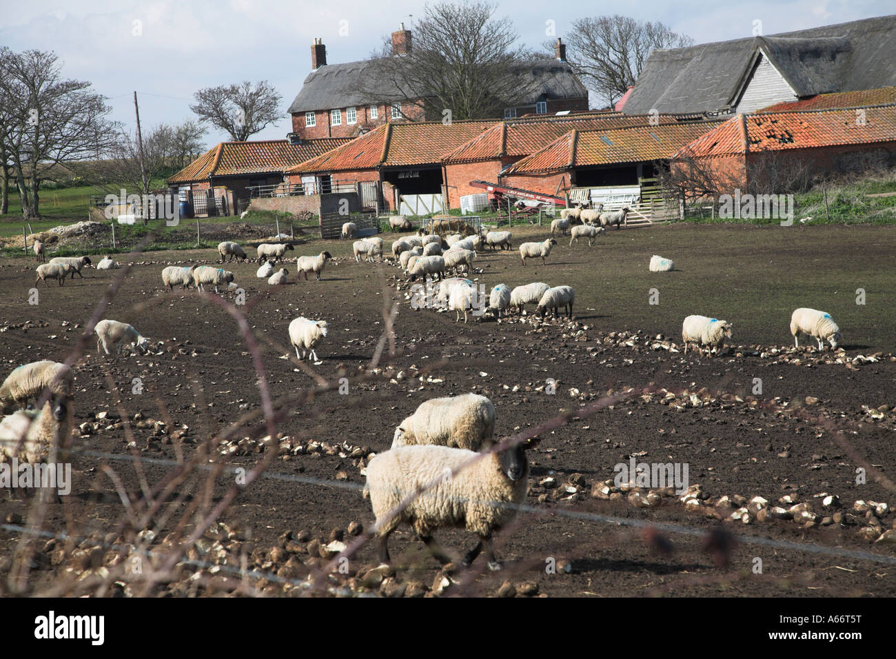 Suffolk pecore nel campo fangoso alimentazione su barbabietola da zucchero, Benacre, Suffolk, Inghilterra Foto Stock