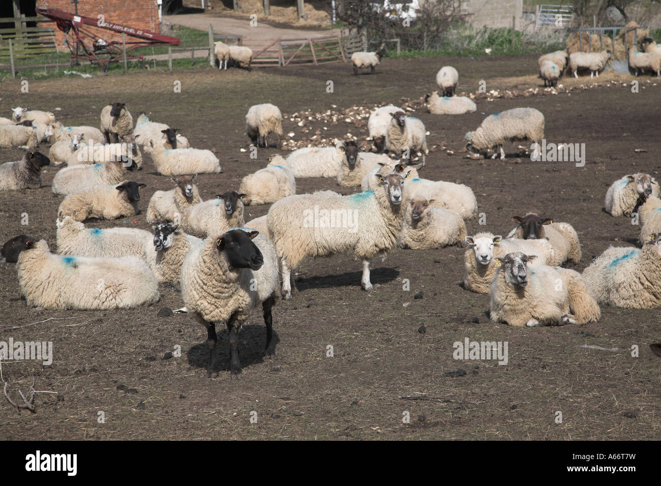 Suffolk pecore nel campo fangoso alimentazione su barbabietola da zucchero, Benacre, Suffolk, Inghilterra Foto Stock