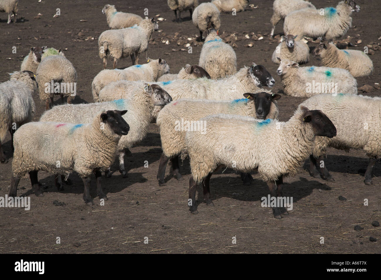 Suffolk pecore nel campo fangoso alimentazione su barbabietola da zucchero, Benacre, Suffolk, Inghilterra Foto Stock