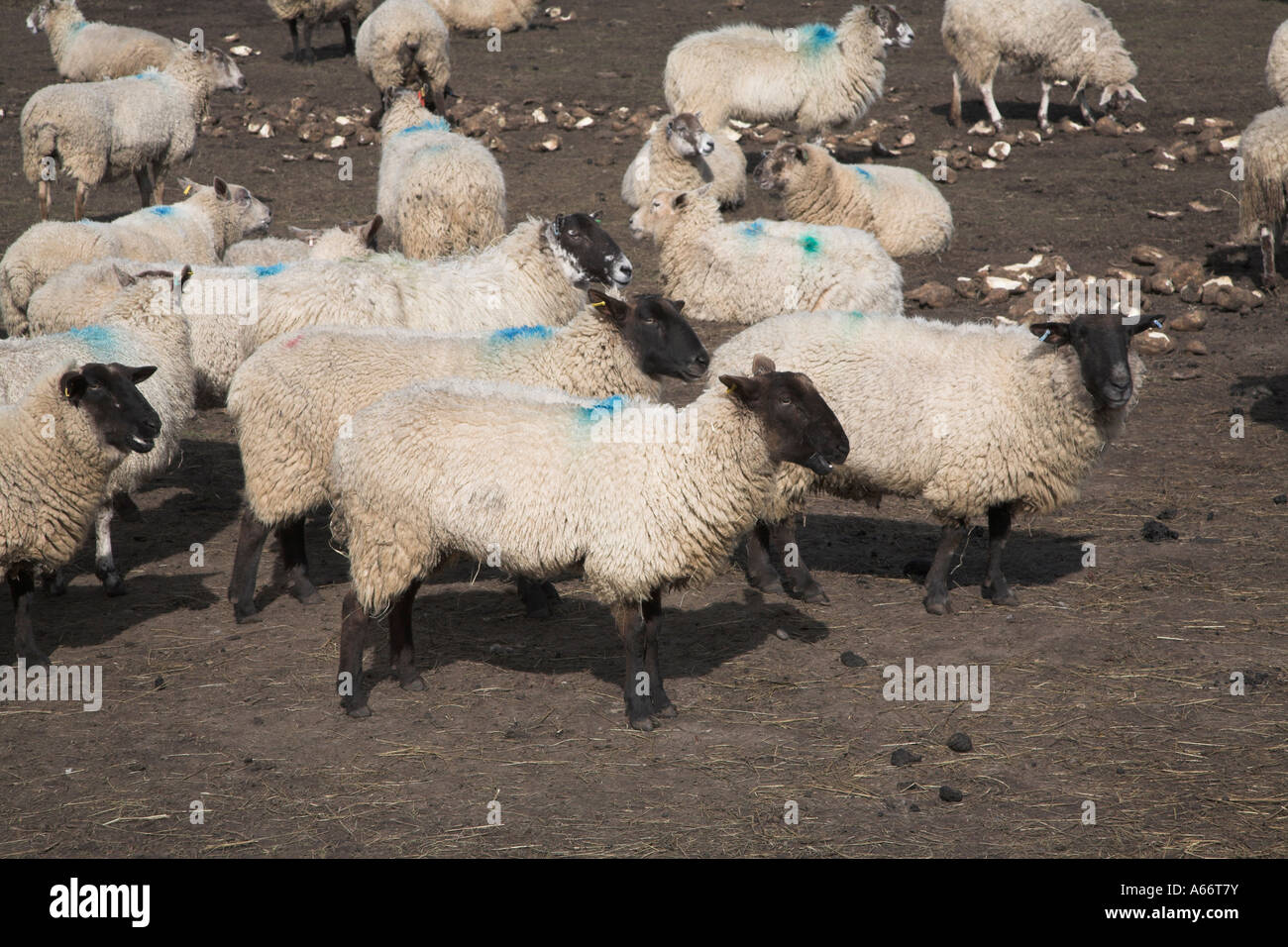 Suffolk pecore nel campo fangoso alimentazione su barbabietola da zucchero, Benacre, Suffolk, Inghilterra Foto Stock