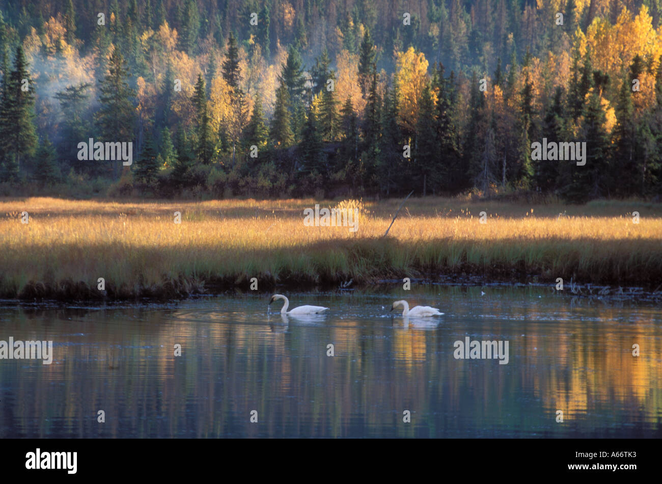 Trumpeter swans Olor buccinatore nuoto nel lago autmn con caduta della foresta colorata in retro Stony river SW Alaska Foto Stock