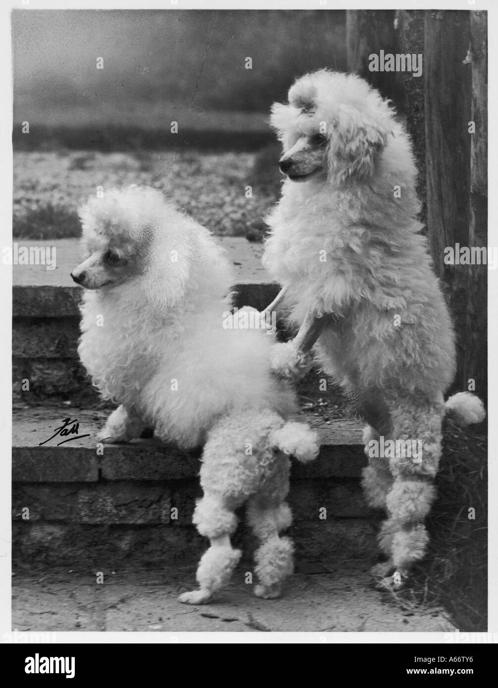 Caduta Mini barboncino coppia Foto Stock