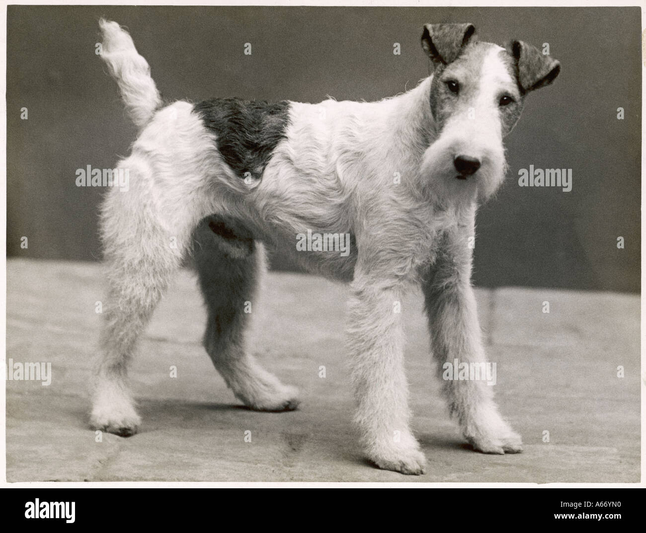 Filo di caduta Fox Terrier Foto Stock