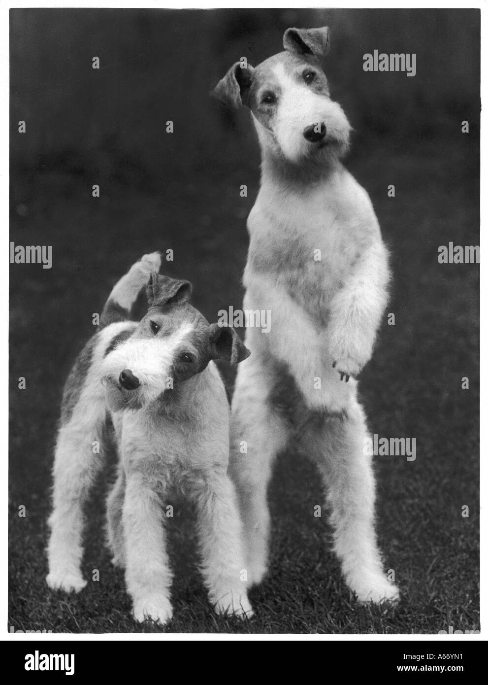 Filo di caduta Fox Terrier Foto Stock