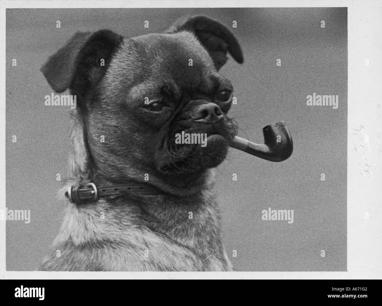 Caduta della tubazione di Grifone Foto Stock