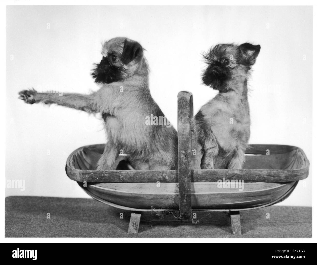 Rientrano il grifone in Trug Foto Stock