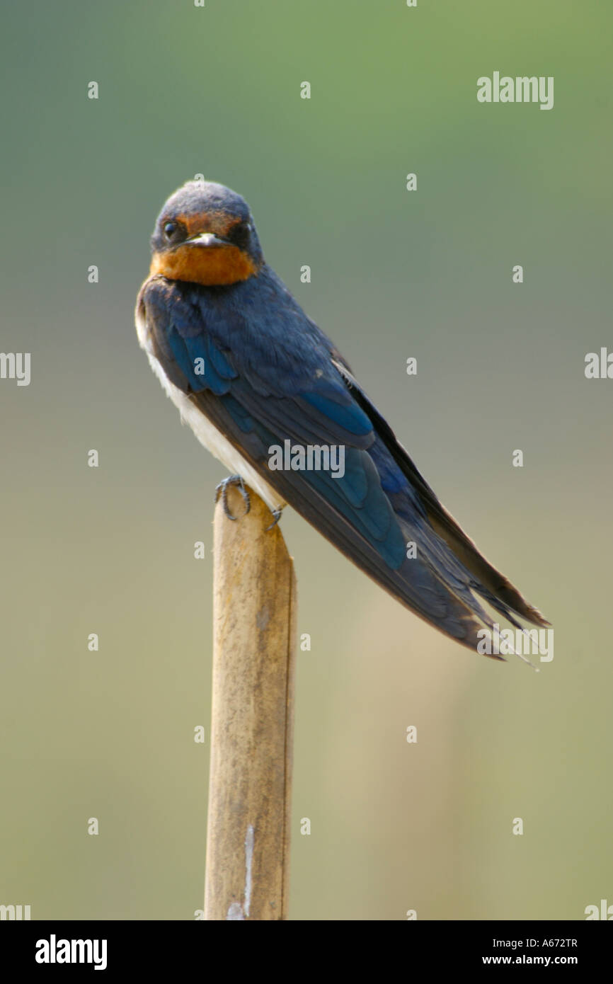 Barn Swallow Hiruno rustica in appoggio su una canna contrassegnata con della plastica per spaventare gli uccelli Foto Stock